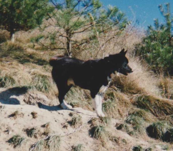 LAINIO LOF. 264/54 | Karelian Bear Dog 