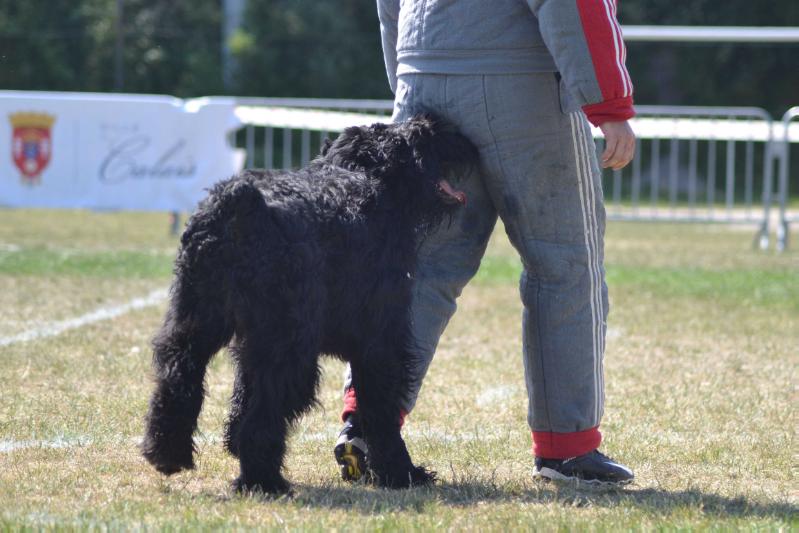 Hertz de la Saulaie Maraiche | Bouvier des Flandres 