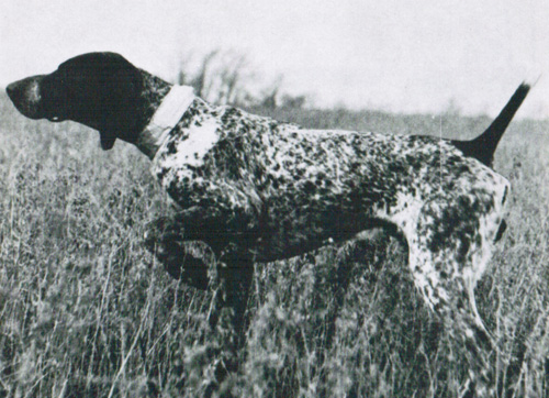 Tip Top Timber | German Shorthaired Pointer 