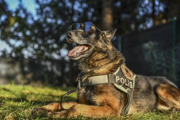 Belgian Malinois