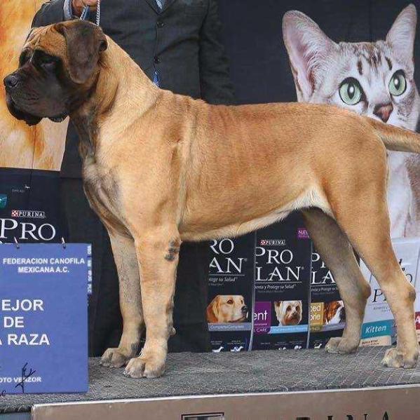 MARIETA (CORNEJO) | Mastiff 