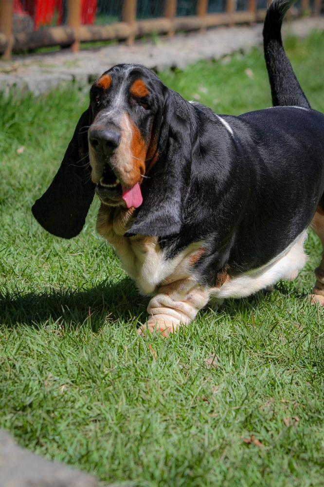 BRave Basset Bom Napoleon | Basset Hound 