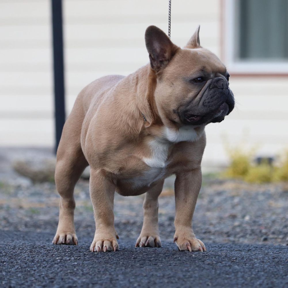 WILLI II | French Bulldog 