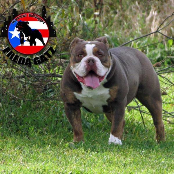 Nuyorican Bulldogges Freda Gatz | Olde English Bulldogge 