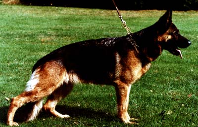 Uta von Batu | German Shepherd Dog 