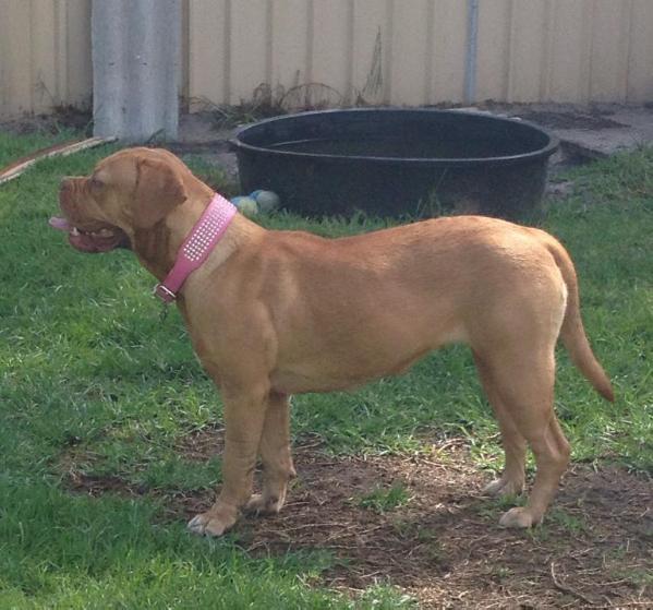 Taureauxroug Caught Red Handed | Dogue de Bordeaux 