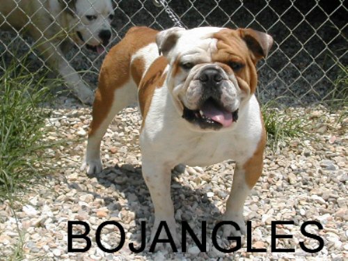 Gator Crossing's Bojangle's T-Bone | Olde English Bulldogge 