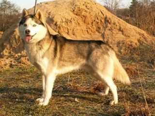 SERY KARDINAL S GOLUBOY ZVEZDY | Siberian Husky 