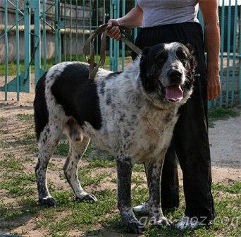 E-Dzina | Central Asian Shepherd Dog 