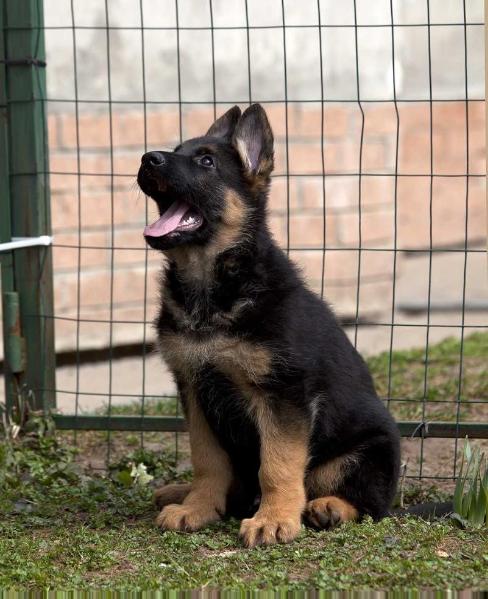 MELANF v. Roten Blitz | German Shepherd Dog 