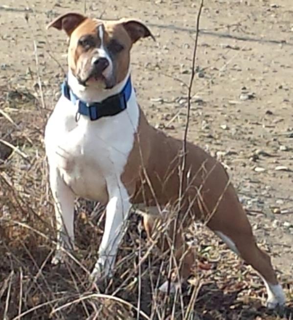nefertari a/p | American Staffordshire Terrier 