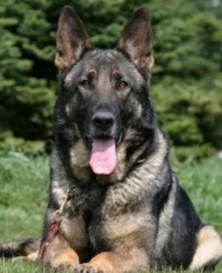 Menja vom Schmiedegarten | German Shepherd Dog 