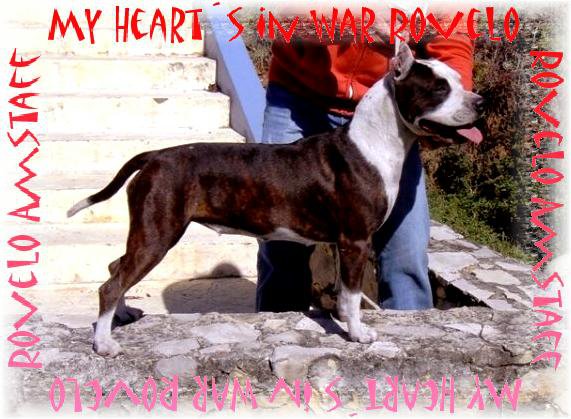 My Heart's in War (Rovelo) | American Staffordshire Terrier 