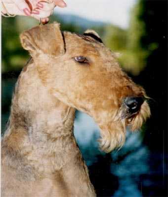 Bonaire Cymbeline Dress Code | Airedale Terrier 