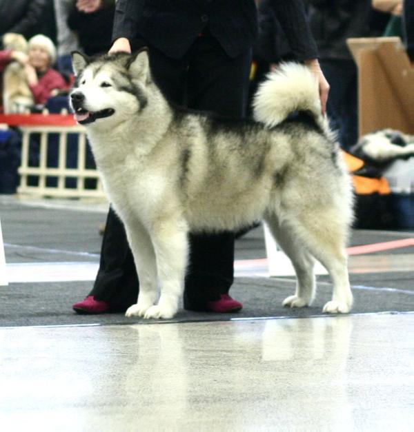 SHALUKAH W Kampinoskim Boru | Alaskan Malamute 