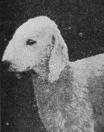 Sudston Princess | Bedlington Terrier 