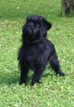 Bam Bam von der Villa Blittara | Affenpinscher 