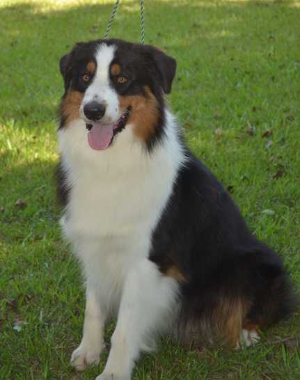 Encore's Unbroken Valor | Australian Shepherd 