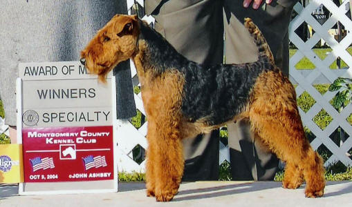 Darwyn Class At A Glance | Welsh Terrier 