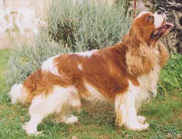 New Happy Des marliviers | Cavalier King Charles Spaniel 