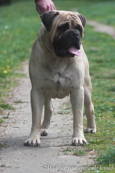 Ahiles | Bullmastiff 