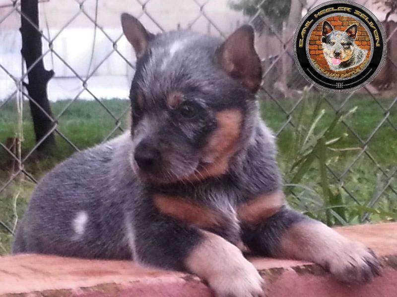 URSO HEELER SELIVON | Australian Cattle Dog 