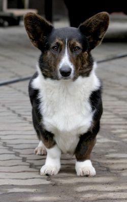 Wind Of Grand Stacy | Cardigan Welsh Corgi 