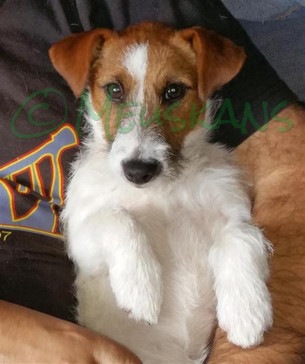 Baires Jr Avelina Pra Meuskans | Jack Russell Terrier 