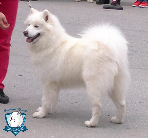 Avangard Arctic Arisu Winter Flower | Samoyed 