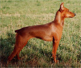 Wiener Kindl FINETTE | German Pinscher 