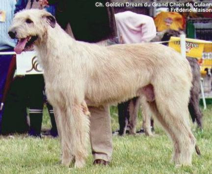 Golden Dream Du Grand Chien de Culann | Irish Wolfhound 