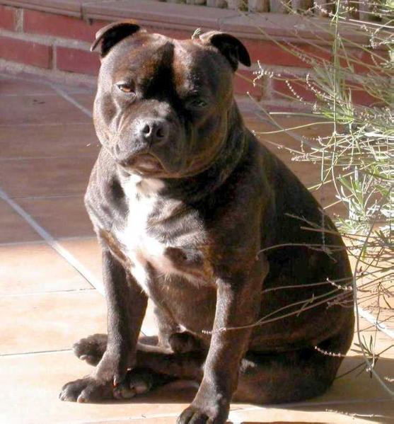 Zutar African Dugar | Staffordshire Bull Terrier 