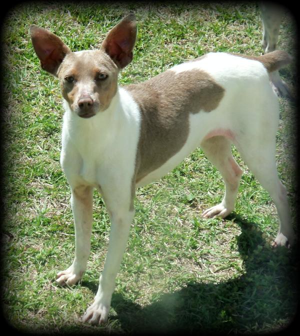 JnG's Pearl Of The South | Rat Terrier 