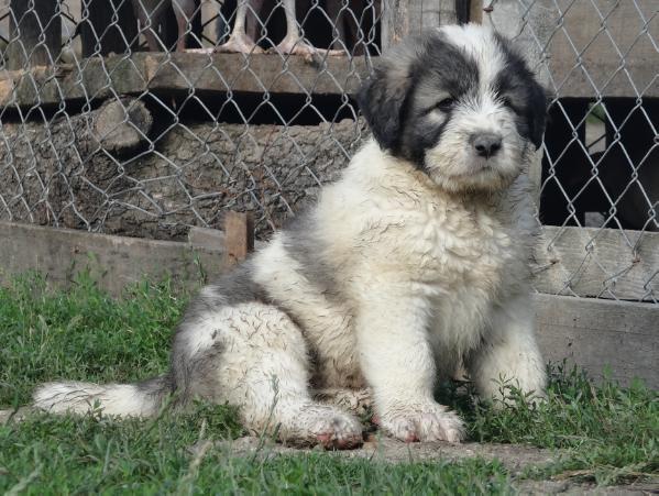 CON de GospodariaTYM | Carpathian Sheepdog 