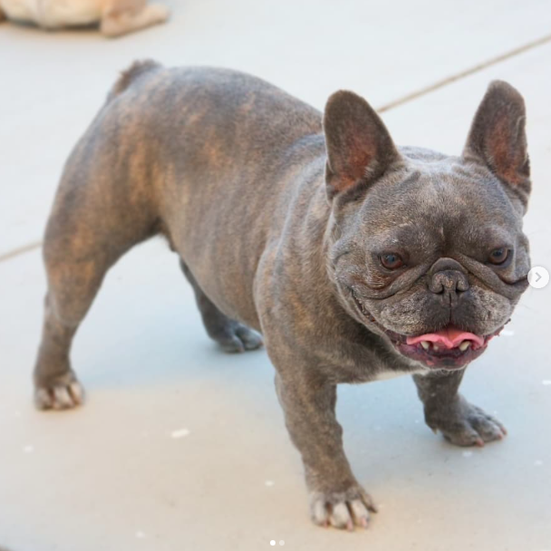 Shark Bull Octavia "Genie" | French Bulldog 