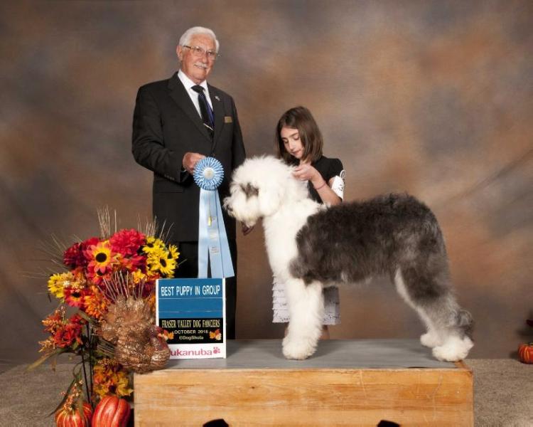 Stoneyroydes Honorable Rayna | Old English Sheepdog 