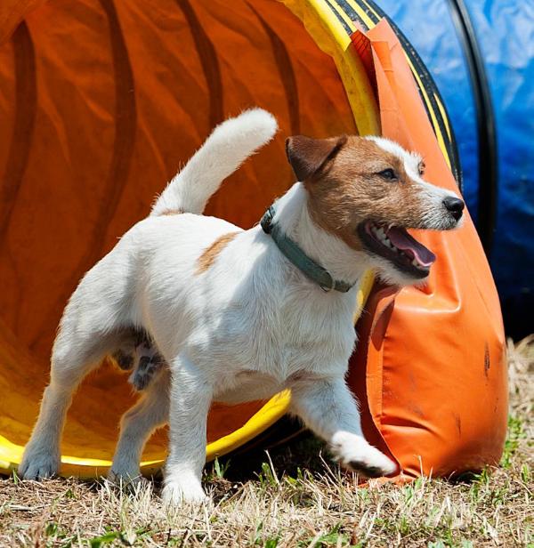 Tennessee di Villafiore | Jack Russell Terrier 