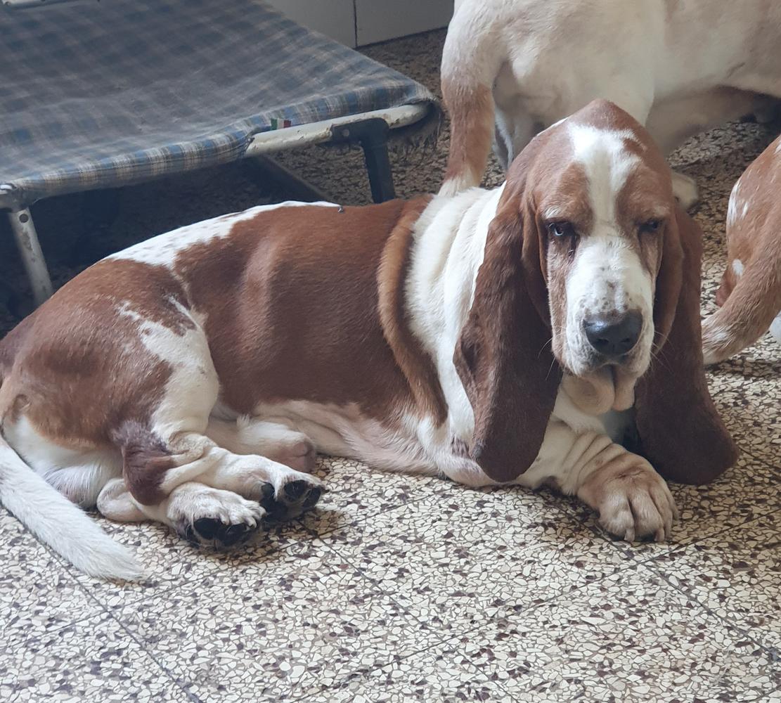 Maverik di Lago Ombroso | Basset Hound 