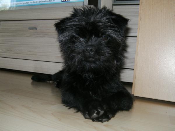 Treulieb´s Gabriel | Affenpinscher 