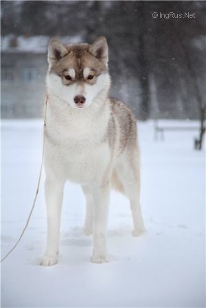 Beylis Arctic Night | Siberian Husky 