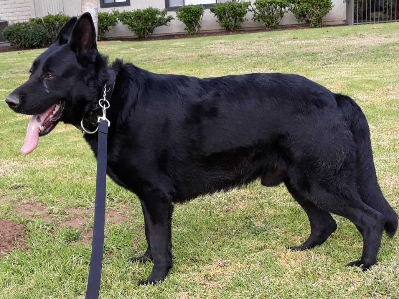 Rowback | German Shepherd Dog 