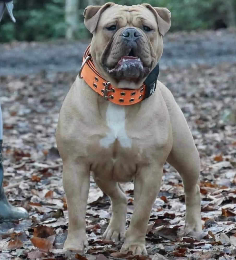 Nelly at Genetic Bullz | Olde English Bulldogge 