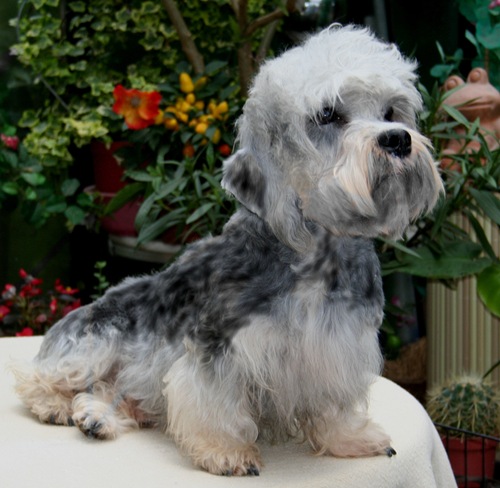 Kasimir vom Parkwald | Dandie Dinmont Terrier 