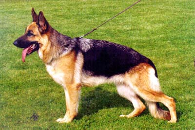 Woldarona von der Kahler Heide | German Shepherd Dog 