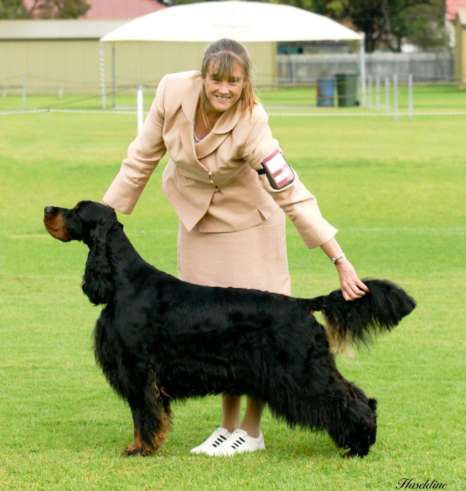 Triseter Celtic Ice | Gordon Setter 