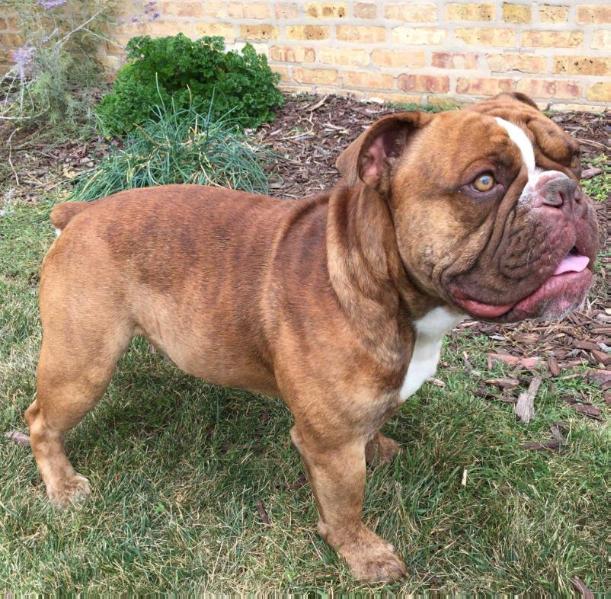 Reformation's Tatonka | Olde English Bulldogge 