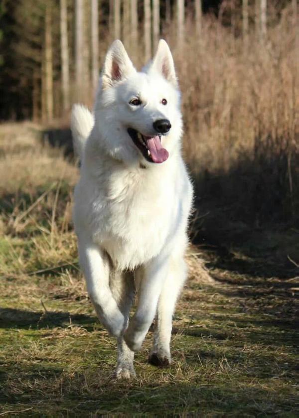 Bruno of Dwarfy´s Treasury | White Swiss Shepherd Dog 