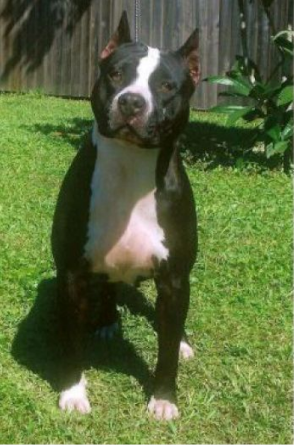 Mistyseah Bells and Whistles | American Pit Bull Terrier 
