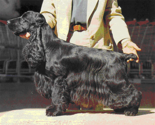 Harmodius Double Joy | English Cocker Spaniel 