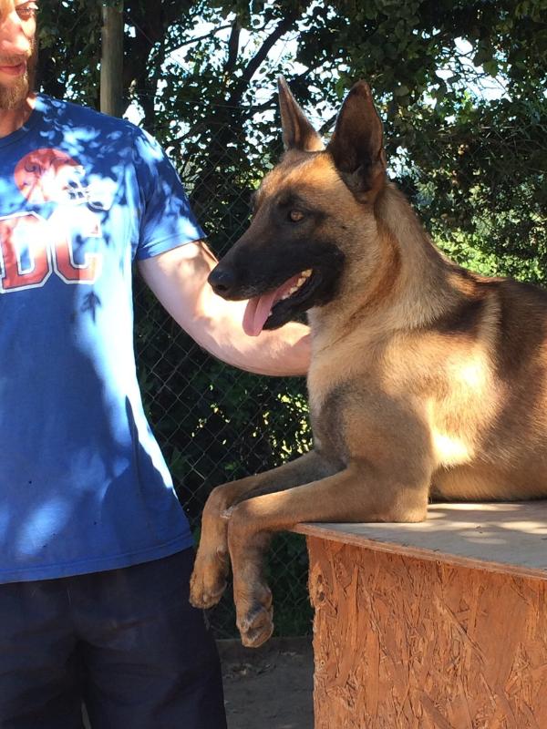 Cheetah van de Verpihoeve | Belgian Malinois 